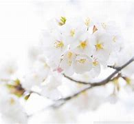Image result for Beautiful White Wallpaper