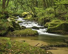 Image result for Forest Stream