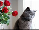 Image result for cats and Roses. Size: 131 x 102. Source: www.flickriver.com
