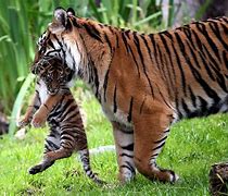 Image result for Parental Control Tiger Mom