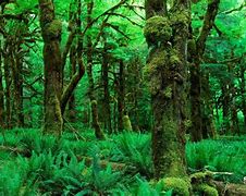 Image result for Forest Green Screen