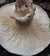 Image result for agaric�cwo