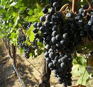 Image result for Swanson Syrah