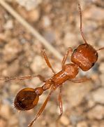 Image result for Biggest Ant