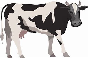 Image result for Black Cow Clip Art