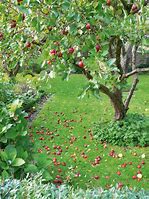 Image result for Planting Apple and Pear Trees