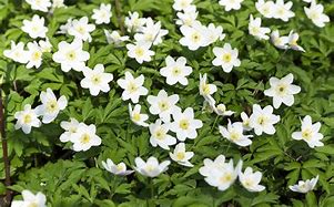 Image result for Spring Plant with White Flowers
