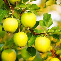 Image result for Pictures of Honey Gold Apple Trees