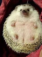 Image result for Fat Baby Hedgehog