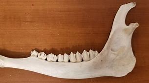 Image result for Deer Jawbone Removal