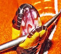 Image result for Sea Snake Mouth