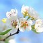 Image result for Apple Blossom Screensavers