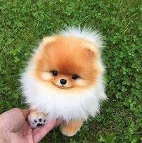 Image result for Pomeranian Dog Puppies