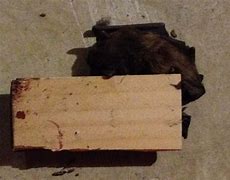 Image result for Bat-Trap