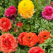 Image result for Ranunculus asiaticus Aviv roze