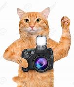 Image result for Cat with Camera