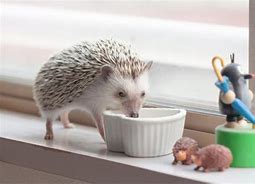 Image result for Pet Hedgehog Facts