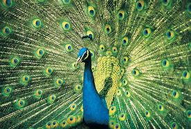 Image result for Blue Feather Drawing