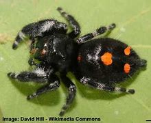 Image result for Jumping Black Spider with Orange Dot