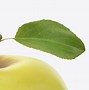 Image result for Apple Mockup Free