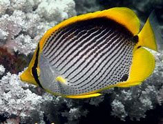 Image result for chaetodon