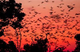 Image result for African Bat