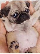 Image result for Funny Pug