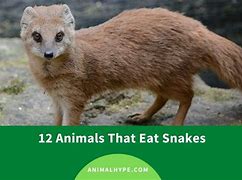 Image result for What Animals Snake Can Eat