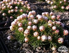 Armeria juniperifolia Babi Lom కోసం చిత్ర ఫలితం