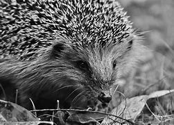 Image result for Are Hedgehogs and Porcupines Related