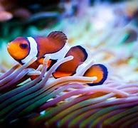 Image result for Finding Nemo Fish List