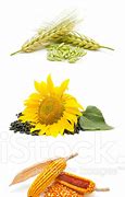 Image result for Agricultural Products