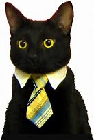 Image result for Business Cat Newspaper Meme