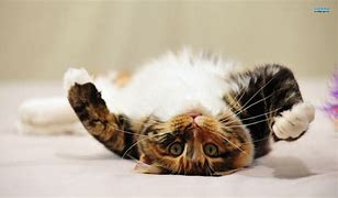 Image result for Cat Layung Down Funny Wallpaper