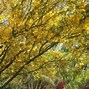 Image result for Yellow Blooming Trees VA