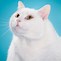 Image result for Fat Cat Pics