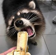 Image result for Raccoon Eating Banana Meme