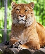 Image result for Crossbreed Animals