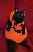 Image result for Costume Cat 1080X1080