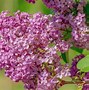 Image result for Curling Leaves On Lilac Bush