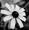 Image result for Black and White Floral iPhone Wallpaper