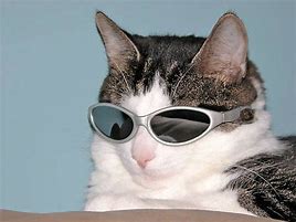 Image result for Cat Meme Glasses