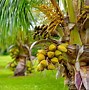 Image result for Dwarf Coconut Tree Fruit