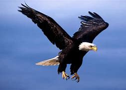 Image result for Crowned Eagle Flying