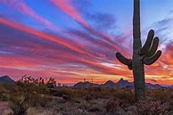 Image result for Desert Cactus Sunset