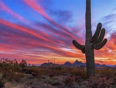 Image result for Arizona Cactus Scene