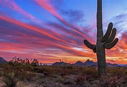 Image result for Arizona Cactus Art