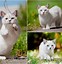 Image result for Munchkin Cross Burmese Orange Cat