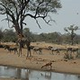 Image result for African Drought