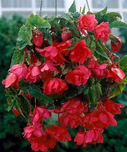 Image result for Begonia Pendula Cascade -mix-